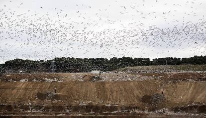 Cientos de gaviotas sobrevolaban ayer el vertedero de Alcalá de Henares.