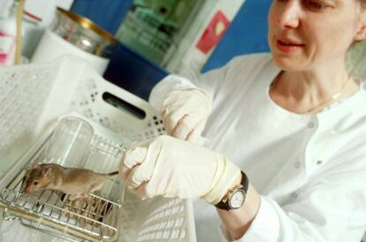 Una científica coge un ratón empleado en una investigación.
