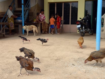 Unas gallinas picotean en el patio de una casa en una zona rural al este de Nom Pen, en Camboya, en una imagen de archivo.