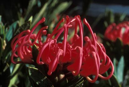 Primer plano de una telopea o waratah, la flor australiana que Dolce & Gabbana ha empleado como emblema de su nuevo proyecto.