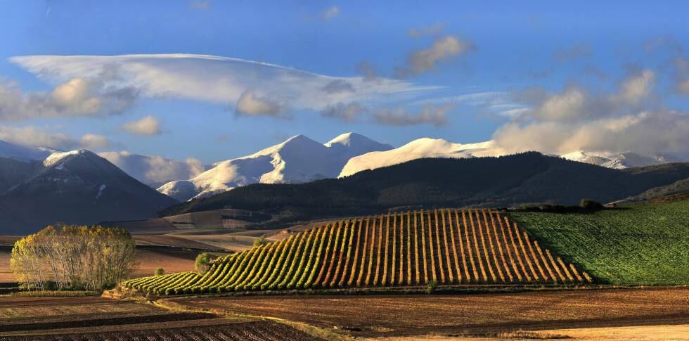 Viñedos en la Rioja Alta