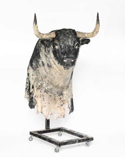 'Bucanero'. Toro de la ganadería Toropasión que se utilizó en un espectáculo en París en 2015 donde se hicieron diferentes acrobacias.