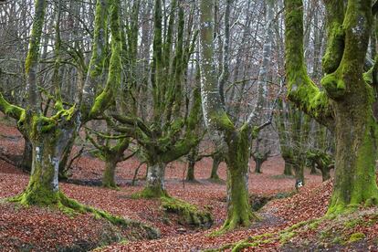 El hayedo de Otzarreta, en el parque natural de Gorbeia (Bizkaia).