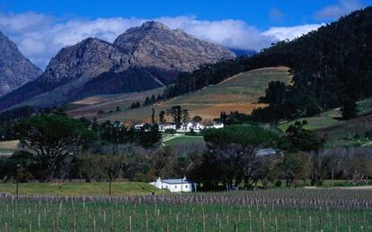 Viñedos en Franschhoek, cerca de Ciudad del Cabo.