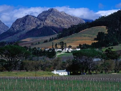 Vi&ntilde;edos en Franschhoek, cerca de Ciudad del Cabo.