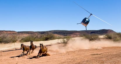 Un helic&oacute;ptero gu&iacute;a una manada en Kings Creeks, Australia, en 2009. 