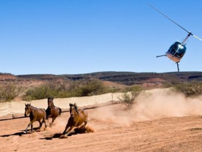 Un helic&oacute;ptero gu&iacute;a una manada en Kings Creeks, Australia, en 2009. 