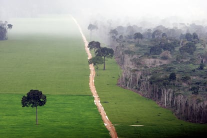 A soy plantation in the Amazon rainforest near Santarem, Brazil.  
