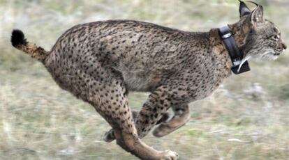 Un lince en la sierra de Navallano (Córdoba).