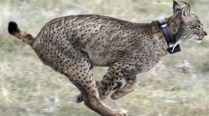 Un lince en la sierra de Navallano (C&oacute;rdoba).