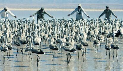 Reserva de flamencos en Atacama.