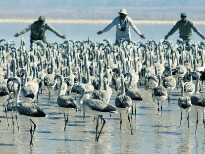 Reserva de flamencos en Atacama.