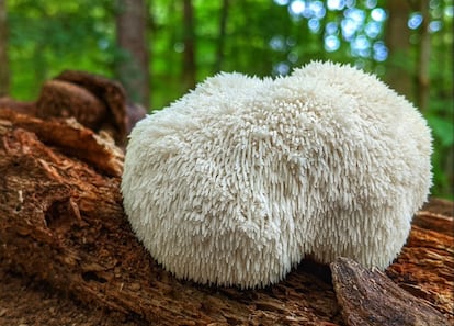 Cabeza de Len, de Fungi Natur. Fotografa proporcionada por la empresa.