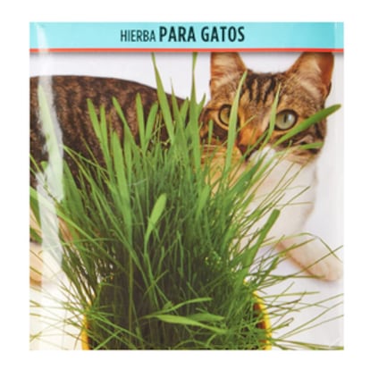 Cultivar en maceta