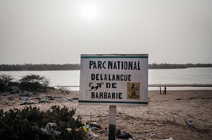 No solo el calor extremo está impidiendo el crecimiento natural agrícola en Senegal. A pocos metros de la casa de Aidora en Gandiol y tras sortear una gran duna de arena, se abre paso el faraónico Parque Nacional de la Langue de Barbarie. Este espacio natural oculta una historia de impacto ambiental devastador. En el año 2003 su apertura artificial, diseñada para proteger a la población de posibles inundaciones, provocó un desastre ecológico y económico. El agua salada que entró desde el oceáno Atlántico hacia las aguas del río Senegal contaminó las extensiones agrícolas y aceleró la salinización de los campos. Una fotografía del Parque Nacional de la Langue de Barbarie, tomada en agosto de este año. 