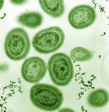 'Prochlorococcus' bacteria, from the laboratory of U.S. biologist Penny Chisholm.