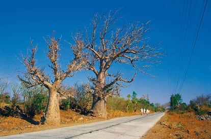 Baobás em Mandu.