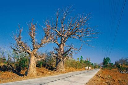 Baobabs en Mandu.