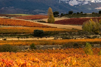 El territorio de la DOCa Rioja aglutina todo el magnetismo del otoño entre sus viñedos. La vista se pierde entre ocres y amarillos, que hacen del campo una tentación para la fotografía viajera.