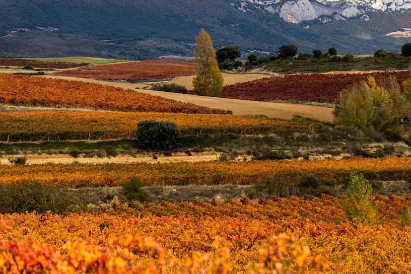 Rioja y otoño, un maridaje insuperable | El Viajero | EL PAÍS