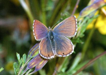 Ejemplar de mariposa azul.