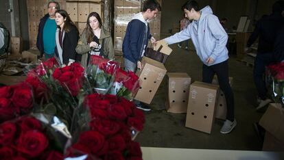 Distribucion de rosas para paradas de Sant Jordi. Molins de Rei, 21 de abril de 2016.