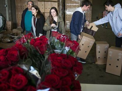 Distribucion de rosas para paradas de Sant Jordi. Molins de Rei, 21 de abril de 2016.