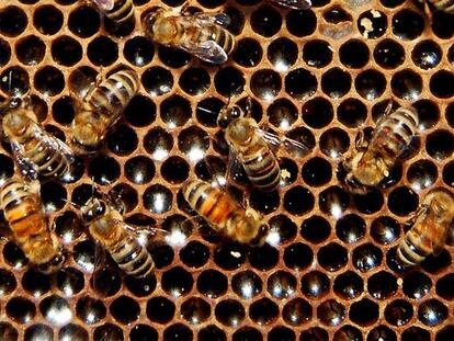 Una colmena de abejas.