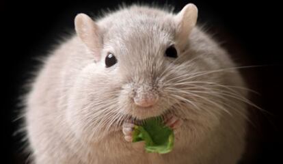 El experimento se realizó con ratones sometidos al frío.