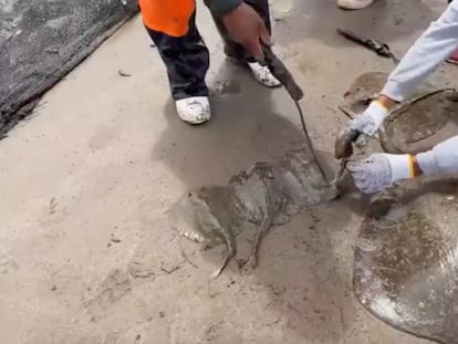 Government workers remove stingers from stingrays in Huatabampo.