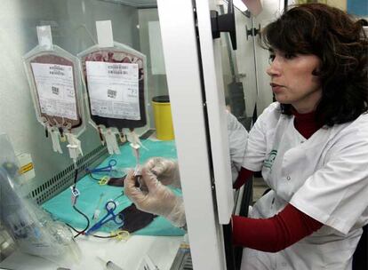 Extracción de sangre de un cordón umbilical en el Banco Sectorial de Tejido de Málaga.