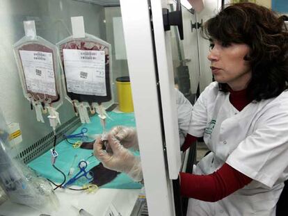 Extracción de sangre de un cordón umbilical en el Banco Sectorial de Tejido de Málaga.