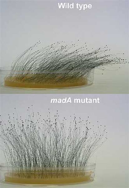 Estirpe silvestre de <i>Phycomyces</i> orientado hacia la luz (arriba) y mutante madA, incapaz de orientarse hacia la luz.