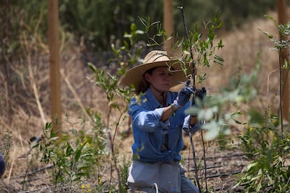 Una voluntaria amarra una planta tras plantarla en la Universidad Tecnológica de Nezahualcóyotl, Estado de México.