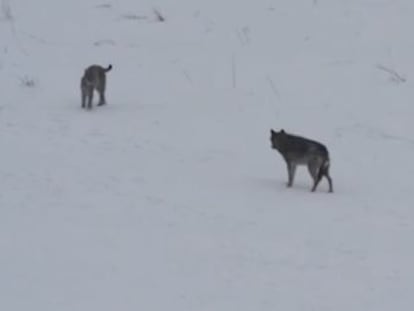 La ONG WWF divulga el vídeo de los animales con motivo de la campaña  Revive tu naturaleza 