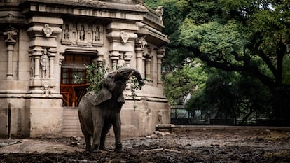 La elefanta africana Pupy es vista en su recinto en el Ecoparque de Buenos Aires, pocos días antes de su traslado al Santuario de Elefantes de Brasil.