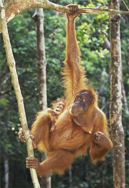 Un orangután en la selva de Sumatra.