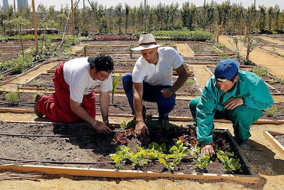 Uno de los huertos urbanos en alquiler del proyecto La Huerta de Montecarmelo, en Madrid.