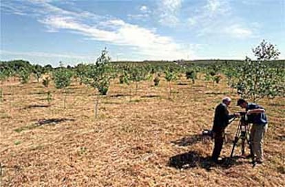 Imagen tomada ayer de los terrenos restaurados en la cuenca del Guadiamar, afectados por la riada tóxica de abril de 1998.