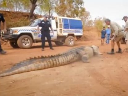 El reptil fue capturado en por las autoridades cerca de la finca donde atacaba a las reses