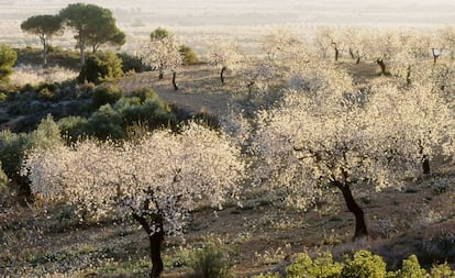 Almendros en flor en Villalpardo (Cuenca).