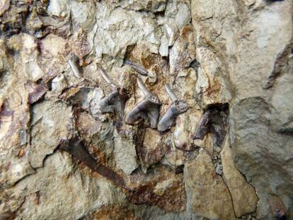 Un fósil del esqueleto de una cría de un vertebrado en el yacimiento de Coll de Nargó