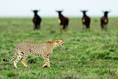 La mejor toma de contacto con la naturaleza africana es adentrarse a pie en el parque nacional del Serengeti (en la foto), en Tanzania, en un safari a pie a través de la sabana guiado por expertos masái y guardabosques que explican a los visitantes los secretos del ecosistema del parque.