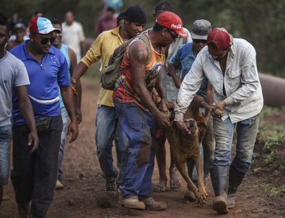 Cachorro é um dos 120 animais que já foram resgatados do mar de lama, segundo o presidente do Conselho Municipal de Meio Ambiente do município mineiro de Juatuba, Heleno Maia, que veio para região ajudar na operação