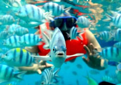 Un buceador en Coron rodeado de peces.