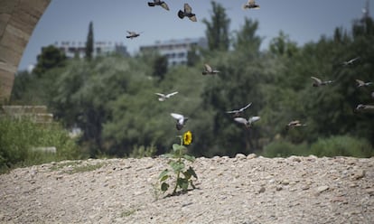 Una florl crece en un lateral del río.