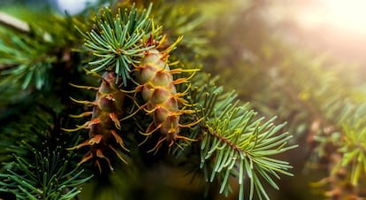 Pseudotsuga menziesii, com&uacute;nmente llamado abeto de Douglas. 
 