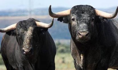 Dos toros de la ganadería de Victorino Martín.