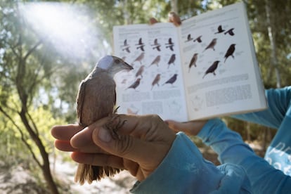 Alejandra Calvo de ProNatura sostiene un ave frente al libro que usa para identificarla. Se trata de un verdín juvenil, aún sin la cabeza amarilla que les caracteriza, que cayó en las redes de monitoreo de aves del sitio de restauración ambiental Miguel Alemán.