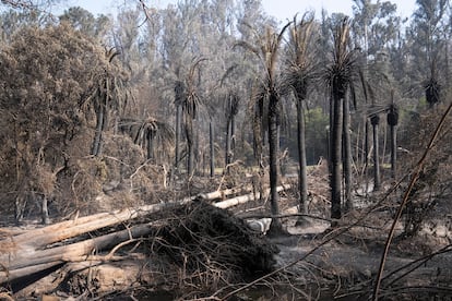 Incendios forestales en Chile